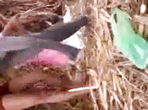 क्सनक्सक्स वेडिओ धोखा दे
